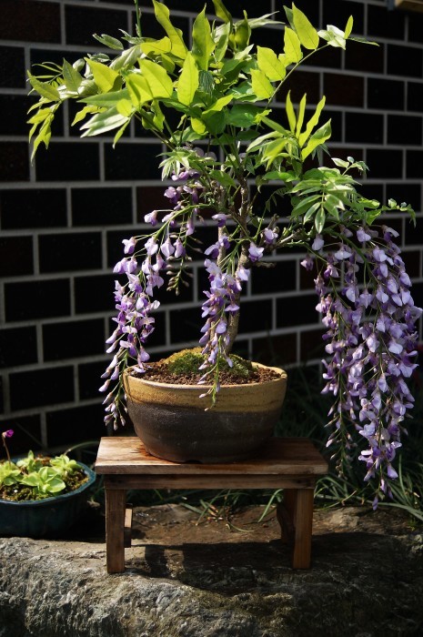 ■園芸【母の日プレゼントの花満開～♪玄関先は花だらけで歩くにも注意が必要です＞＜！】_b0033423_00323957.jpg