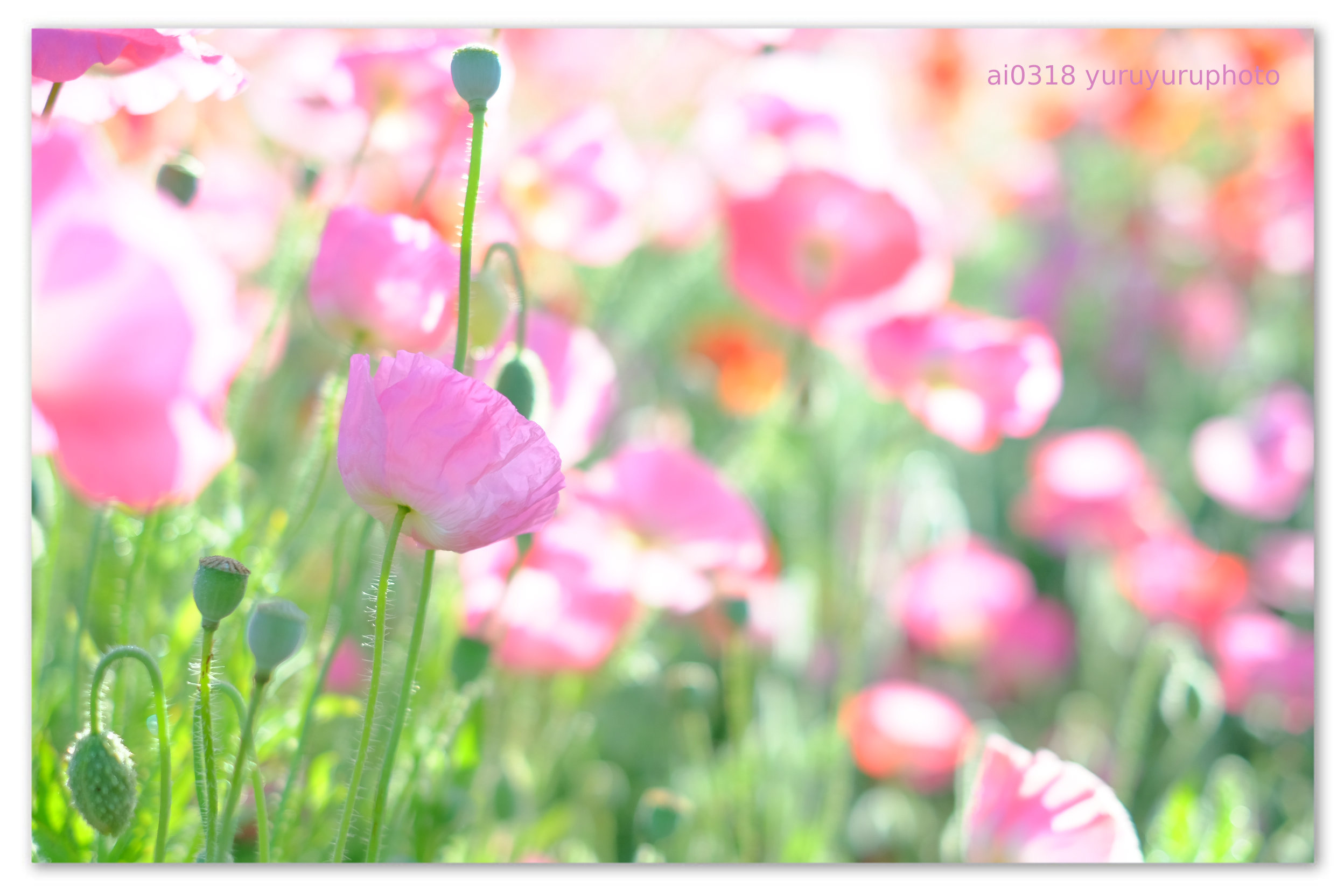 ピンク色のポピー Yuruyuru Photograph
