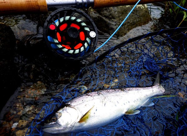 (初夏真っ盛りの本流釣行取材と実釣スクール)_f0055244_15242581.jpg