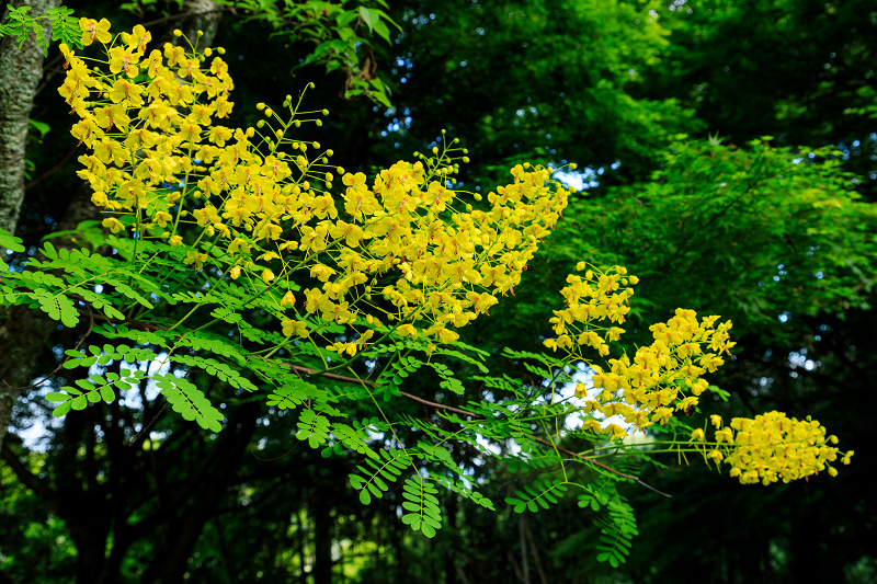 初夏の彩り（金蔵寺）_f0155048_23105698.jpg