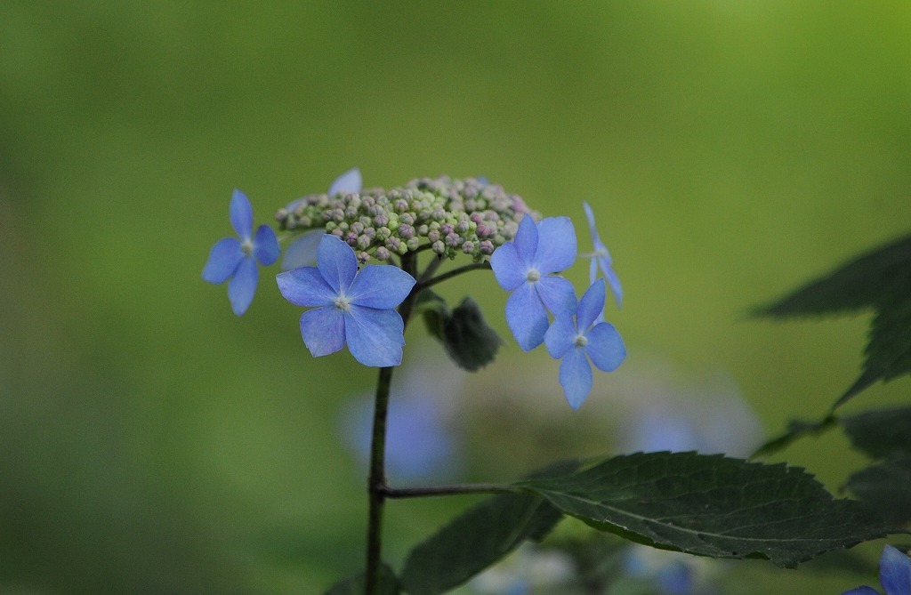 紫陽花・・・木陰がお似合い_c0233349_10024772.jpg