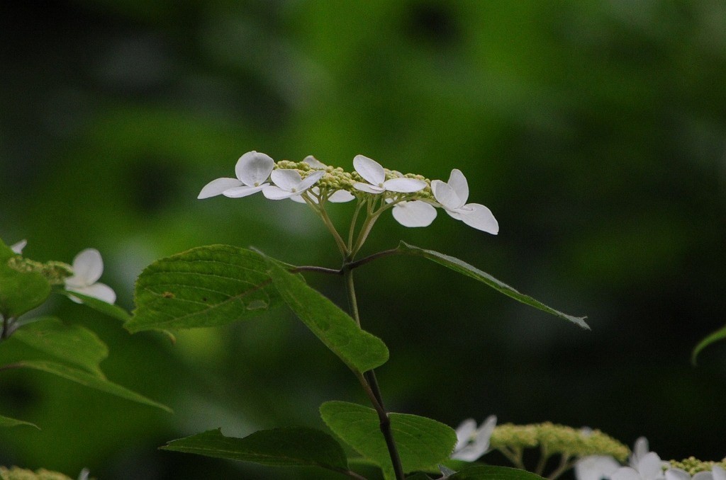 紫陽花・・・木陰がお似合い_c0233349_10043939.jpg