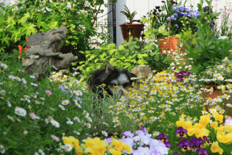 c0145250_10204732.gif