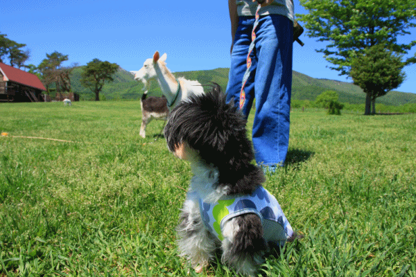 c0145250_10321083.gif
