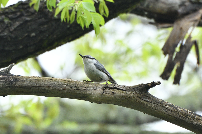 ゴジュウカラ（Eurasian nuthatch）／2018.05_b0148352_21223150.jpg