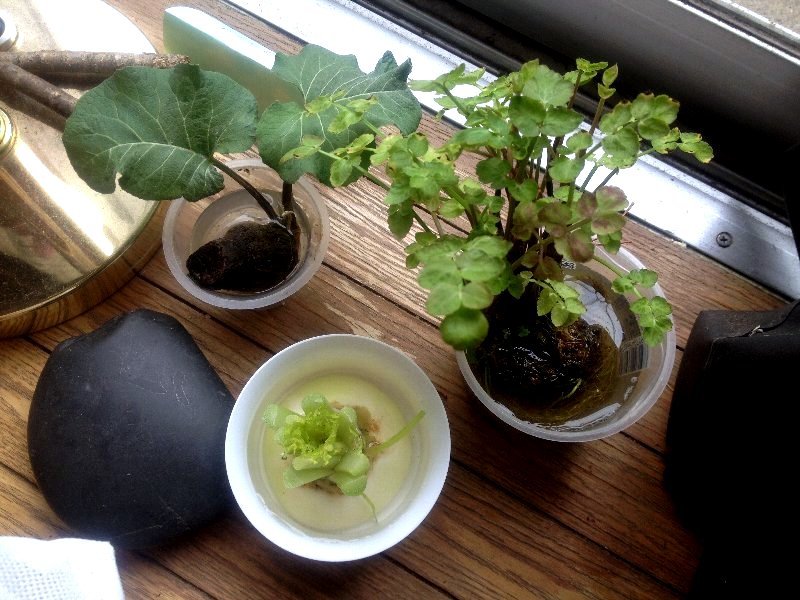 ☆セリと牛蒡、移しました☆_c0092953_06300117.jpg