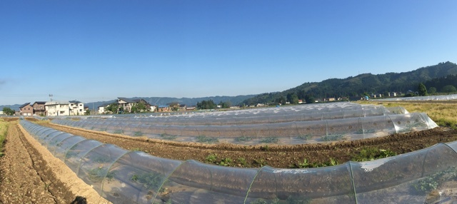 明日、田植えます②_a0346455_08132472.jpeg