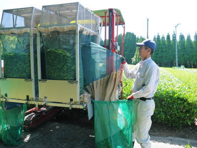 菊池水源茶 平成30年度の茶摘みの様子!まもなく新茶の販売開始です‼_a0254656_16162972.jpg