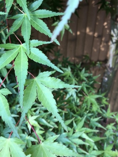e0028056_15552099.jpeg