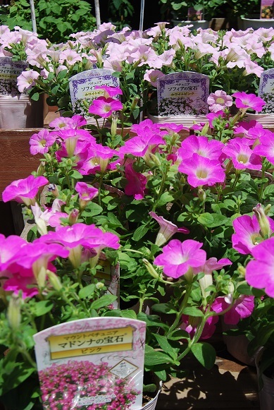 花苗が入荷しています!夏にも強いお花で玄関回りを彩りませんか?_a0201358_17370984.jpg