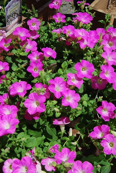 花苗が入荷しています!夏にも強いお花で玄関回りを彩りませんか?_a0201358_17372329.jpg