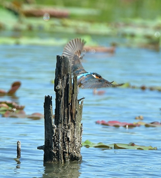 沼のカワセミ続編_c0205858_15551081.jpg