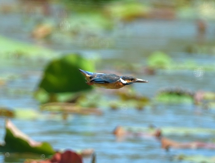 沼のカワセミ続編_c0205858_16005511.jpg