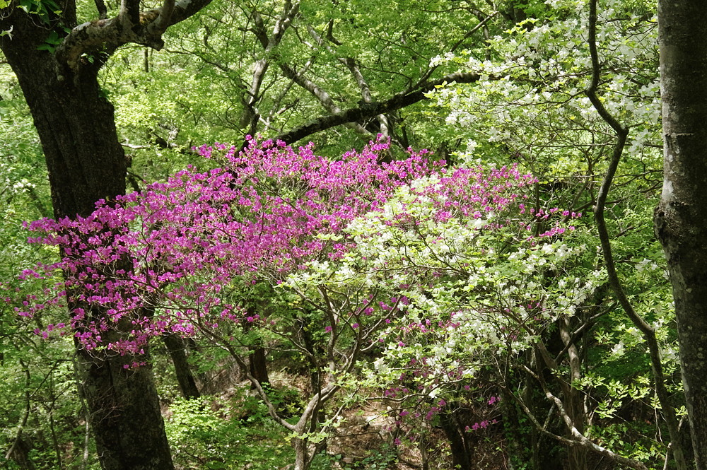 2018 5 15 神奈川県 西丹沢 シロヤシオ 2018 5 23 記 たかがヤマト されどヤマト 2018 5 15 神奈川県 西丹沢 シロヤシオ 2018 5 23 記 たかがヤマト されどヤマト