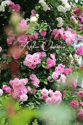 薔薇の歴史がわかる 花菜ガーデン Atelier Charmant のボタニカル 水彩画ライフ 薔薇の歴史がわかる 花菜ガーデン Atelier Charmant のボタニカル 水彩画ライフ