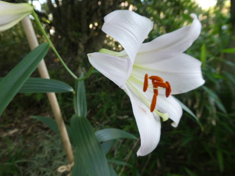 『ササユリ便り④』・・・せんなん里海公園内うみべの森_c0108460_22571933.jpg