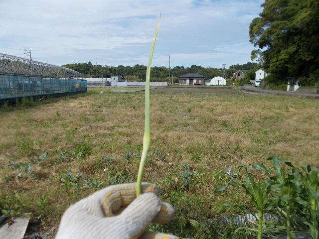 明日の雨に期待して_c0219866_19170590.jpg