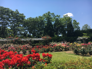 京都府立植物園 薔薇満開_f0363168_18471743.png