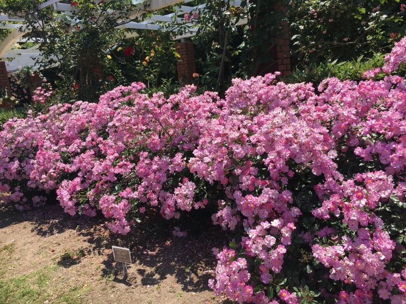 京都府立植物園 薔薇満開_f0363168_18493326.jpeg