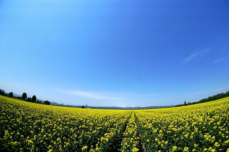 春の訪れ「菜の花畑」_b0149169_13563139.jpg