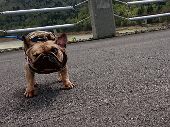 b0056476_12190874.gif