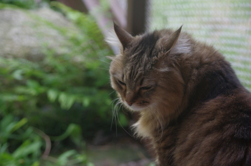 今月の月刊猫族チラ見_f0054677_06434530.jpg