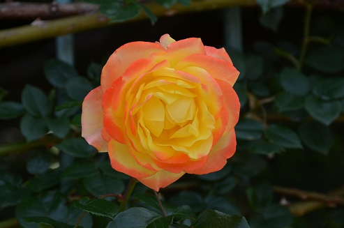 e0093679_23511037.jpg