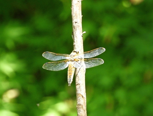 f0378979_20462640.jpg