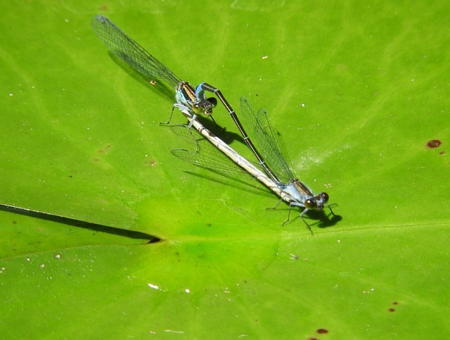 f0378979_20585215.jpg
