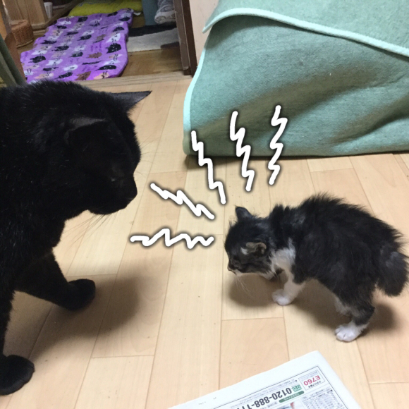 豪ちゃん子猫を見守る_a0350686_12470207.jpg