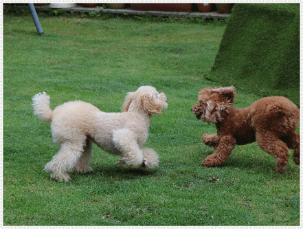b0175688_22193304.gif
