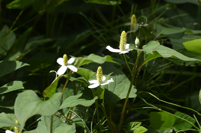 栗の花咲く頃　＜裏波赤小灰蝶・赤小灰蝶　他＞_e0248688_17563019.gif