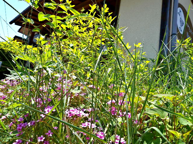 a0199297_17423279.jpg