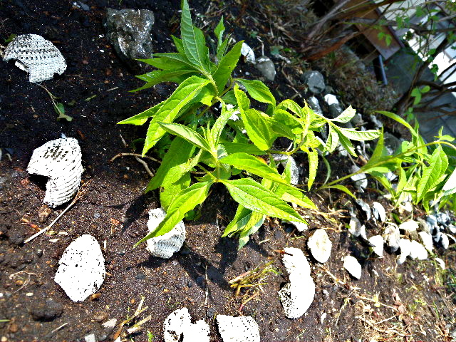 a0199297_17435801.jpg