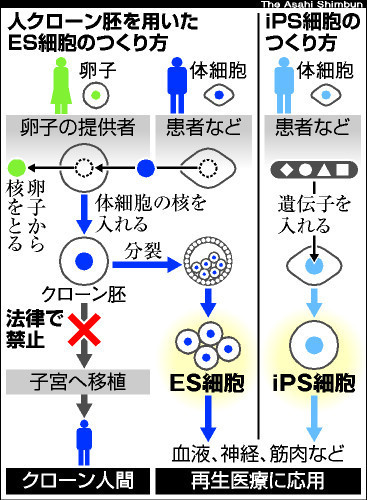 再生医療に使えるヒトES細胞を作ることに成功し、京大が初めて全国に提供へ。_b0316804_16265142.jpg