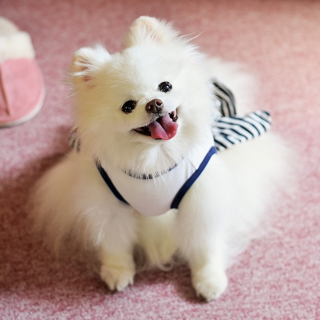 今日はおとなしくして_d0360206_00205017.jpg