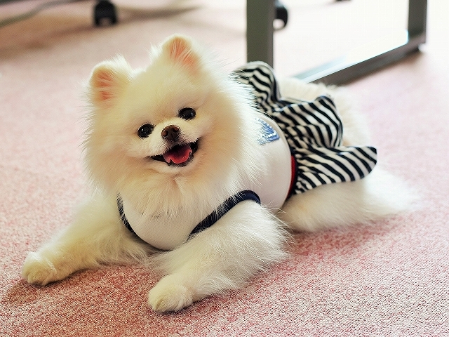 今日はおとなしくして_d0360206_00205466.jpg