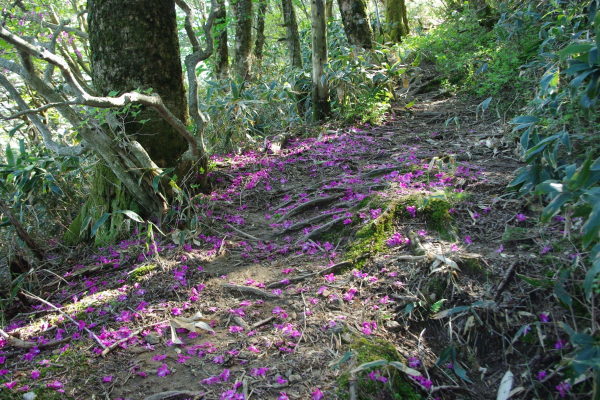 No  147  新緑の岩黒山登山（平成30年5月20日）_d0341514_20470927.jpg