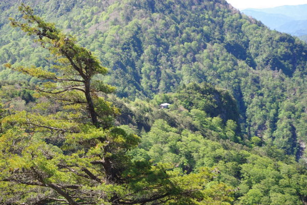 No  147  新緑の岩黒山登山（平成30年5月20日）_d0341514_20545371.jpg