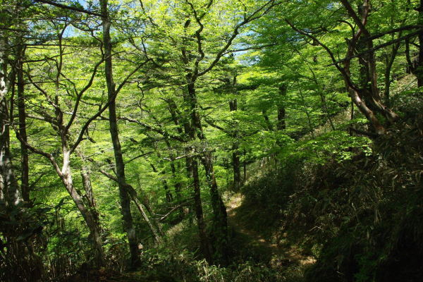 No  147  新緑の岩黒山登山（平成30年5月20日）_d0341514_21144200.jpg