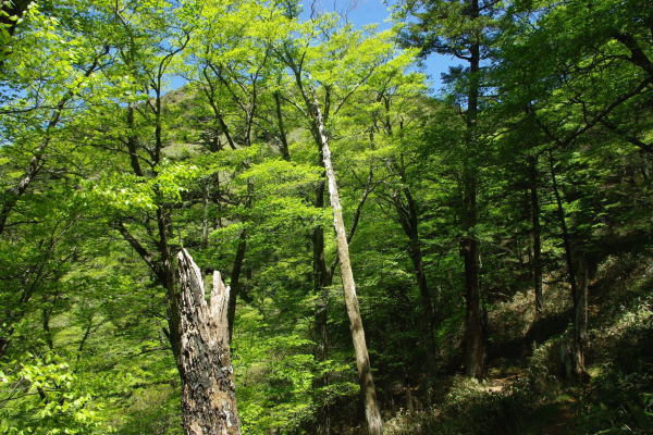 No  147  新緑の岩黒山登山（平成30年5月20日）_d0341514_21153907.jpg