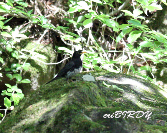 クロツグミとアカゲラ・サンコウチョウメス・ヤマガラ　　　2018年5月20日_e0276114_16352450.jpg