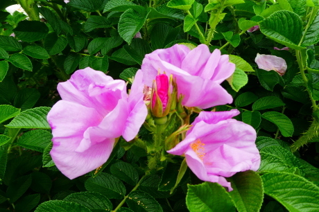 d0170615_16585779.jpg