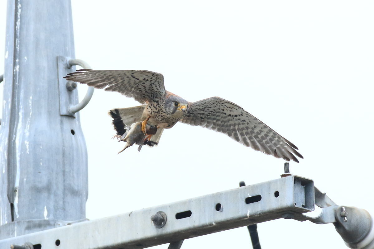 チョウゲンボウ　電柱から緑背景に_f0369315_22305414.jpg