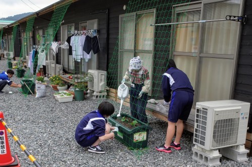 朝倉市の林田仮設団地に緑のカーテン_d0004728_08271908.jpg