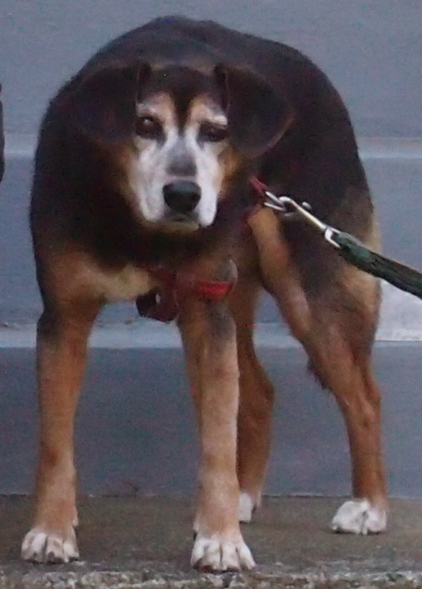 ビビリのタロー・・・犬の養老院へ入った・・・幸せになった_f0152733_16570028.jpg