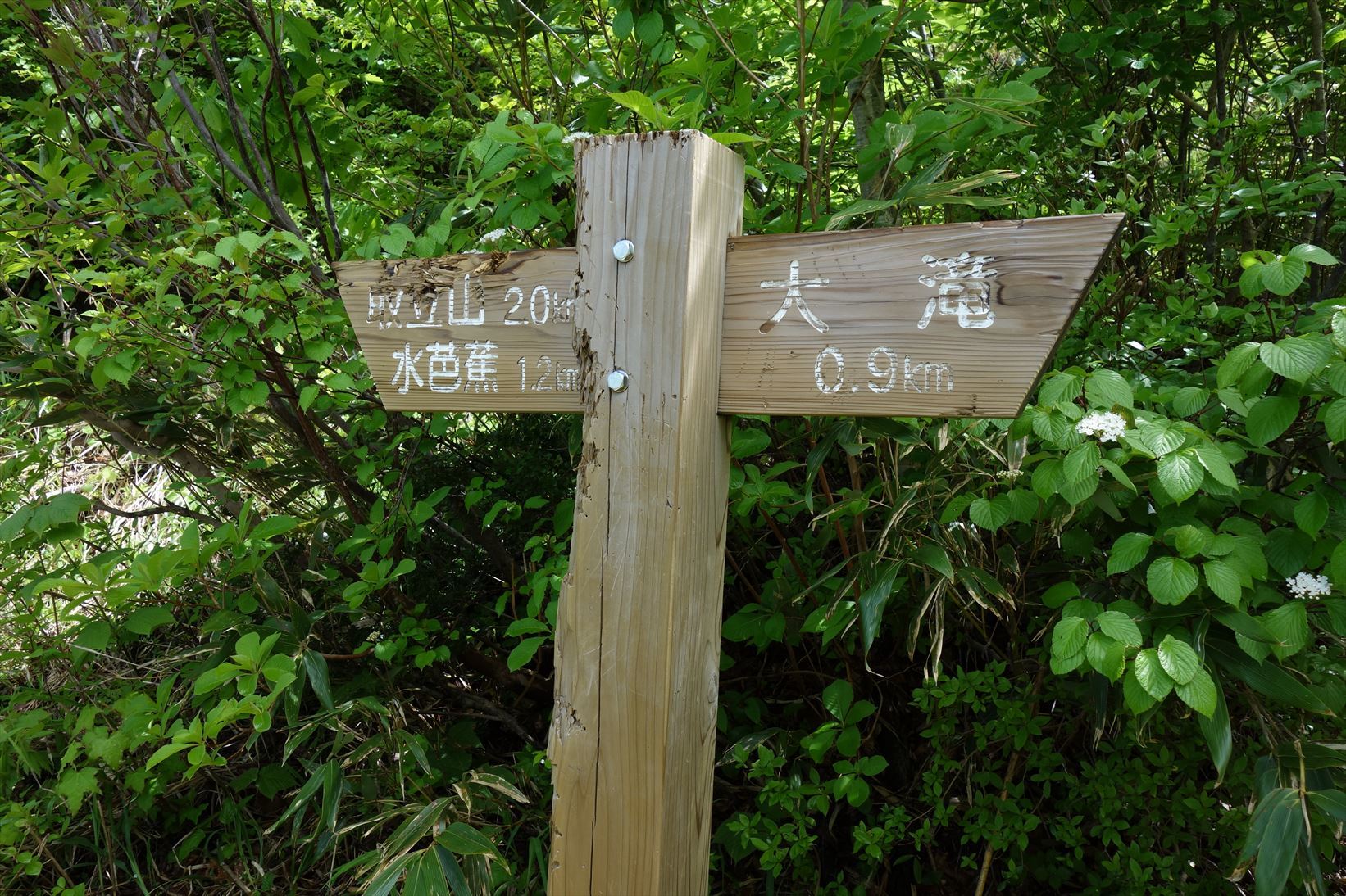 △　水芭蕉（ミズバショウ）の群生地と白山の展望　取立山　△_f0348933_20434090.jpg