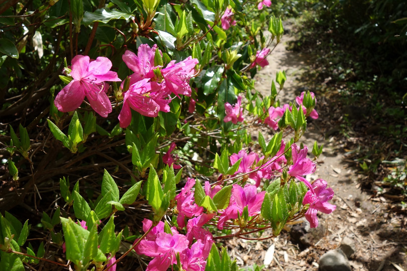 △　水芭蕉（ミズバショウ）の群生地と白山の展望　取立山　△_f0348933_20461033.jpg