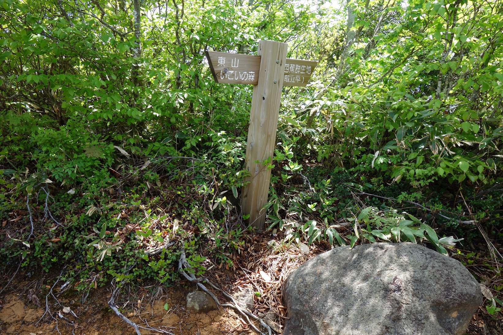 △　水芭蕉（ミズバショウ）の群生地と白山の展望　取立山　△_f0348933_20472335.jpg