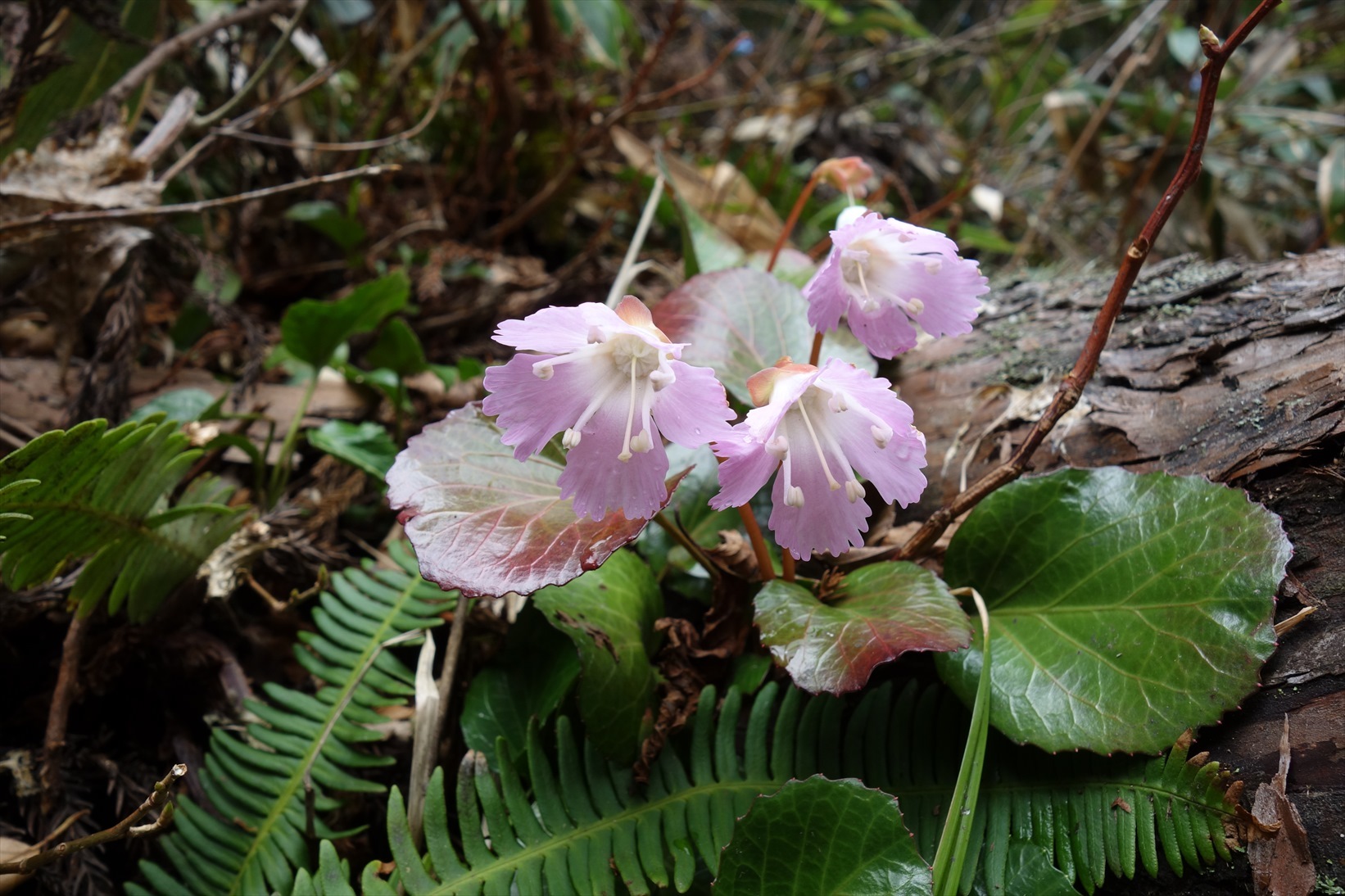 △　水芭蕉（ミズバショウ）の群生地と白山の展望　取立山　△_f0348933_20552736.jpg